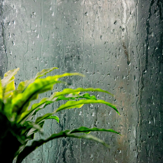 【梅雨対策におすすめ】家時間を心地よくするアロマお掃除アイテム