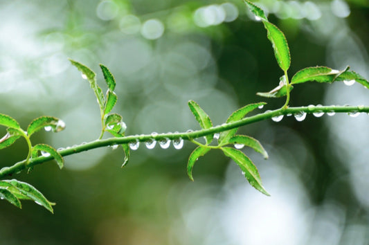 祝福の雨音