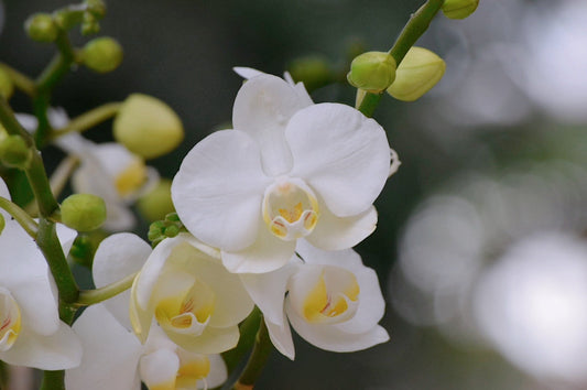 植物の美しさの秘密