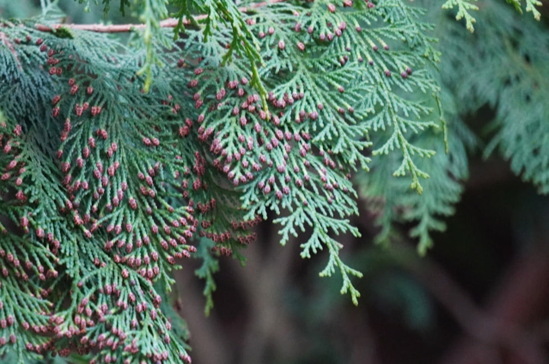 ヒノキ花粉とアロマの意外な関係