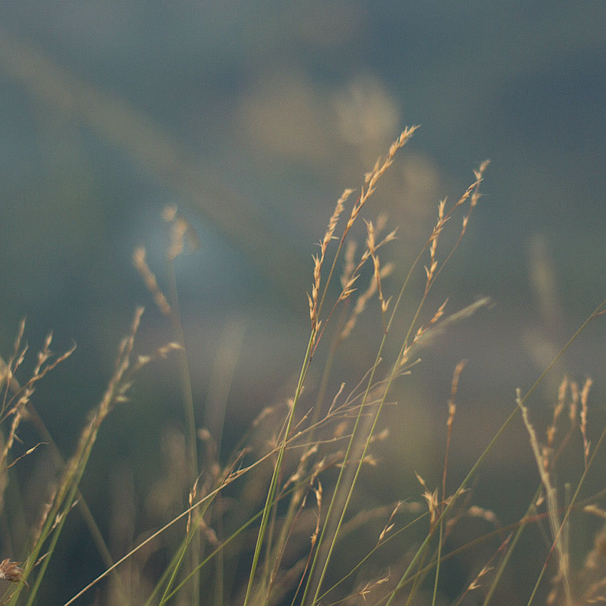 季節の便り—神無月—