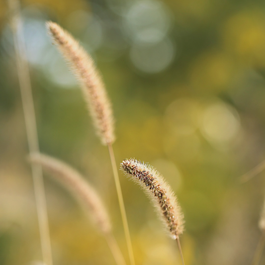 季節の便り—霜月—