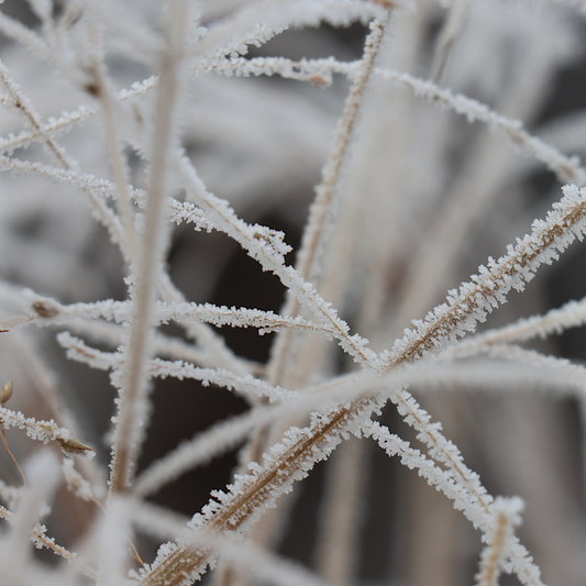 季節の便り—師走—
